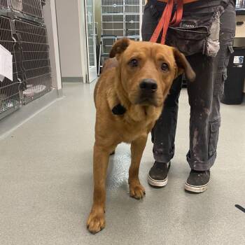 Jack -  Yellow Labrador Retriever and Pit Bull Terrier Dog for Adoption in Westminster, California - Jack | PetCurious