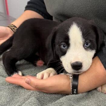 Wonka -  Collie and Mixed Breed Dog for Adoption in Tyler, Texas - Wonka | PetCurious