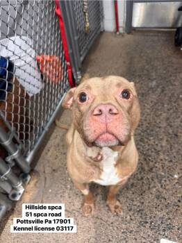 Slug -  Pit Bull Terrier Dog for Adoption in Pottsville, Pennsylvania - Slug | PetCurious
