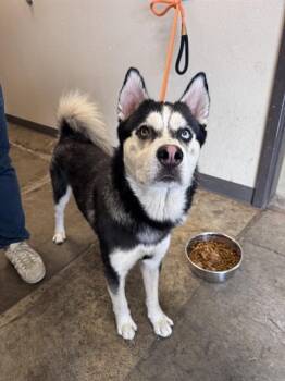 GUNNER -  Siberian Husky Dog for Adoption in Ontario, California - GUNNER | PetCurious