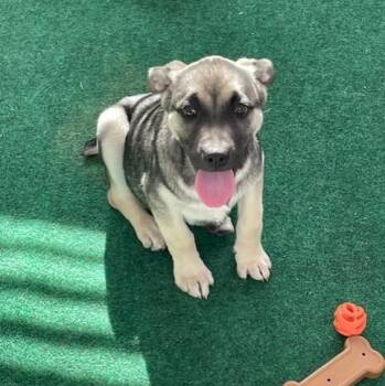 Shepherd and Husky Dogs Available for Adoption in Houston, Texas - Butterscotch - AKA "Butter" | PetCurious