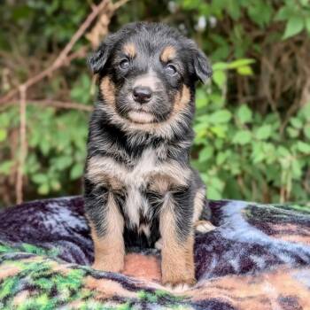 Isla 06-1626 -  Australian Shepherd and Australian Cattle Dog Blue Heeler Dog for Adoption in Tyrone, Georgia - Isla 06-1626 | PetCurious
