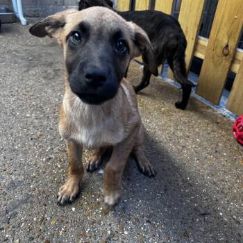 Shepherd and Mixed Breed Dogs Available for Adoption - Timmy | PetCurious