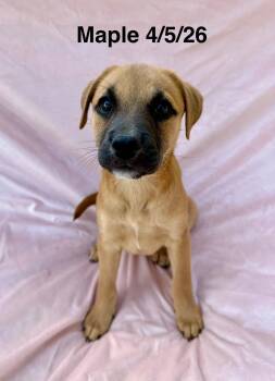Maple -  Staffordshire Bull Terrier and Shepherd Dog for Adoption in Thornton, Colorado - Maple | PetCurious
