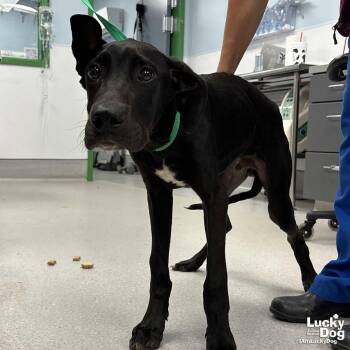 Sir Lancelot -  Labrador Retriever and Great Dane Dog for Adoption in Washington, District Of Columbia - Sir Lancelot | PetCurious