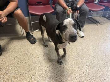 Catahoula Leopard Dog and Mixed Breed Dogs Available for Adoption in Doral, Florida - ARLO | PetCurious