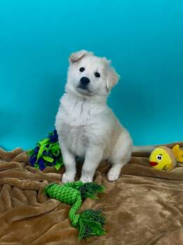 Shepherd and Husky Dogs Available for Adoption in Phoenix, Arizona - Carp | PetCurious