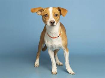 COURAGE -  Chihuahua and Mixed Breed Dog for Adoption in Phoenix, Arizona - COURAGE | PetCurious