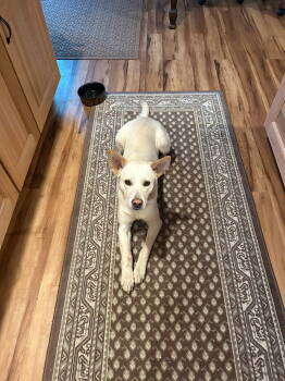 Rescue White German Shepherd Dogs for Adoption in Londonderry, New Hampshire - Lonnie | PetCurious