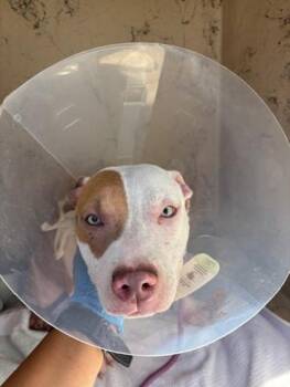Miss Piggy -  Terrier and Mixed Breed Dog for Adoption in Honolulu, Hawaii - Miss Piggy | PetCurious