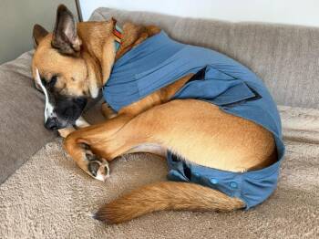 Nala -  Shepherd Dog for Adoption in Columbus, Ohio - Nala | PetCurious