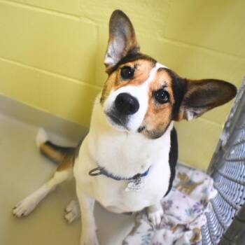 Aza -  Basenji Dog for Adoption in St. Petersburg, Florida - Aza | PetCurious