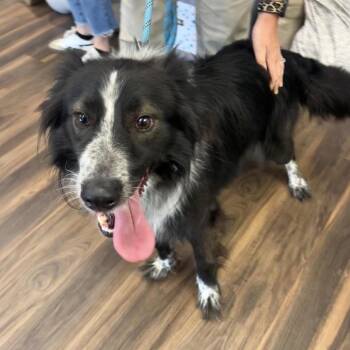 Zero -  Mixed Breed Dog for Adoption in Jeffersonville, Indiana - Zero | PetCurious