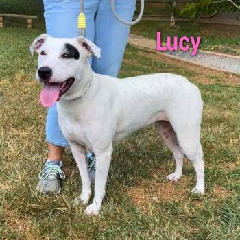 Lucy -  Hound and Mixed Breed Dog for Adoption in Oak Ridge, Tennessee - Lucy | PetCurious