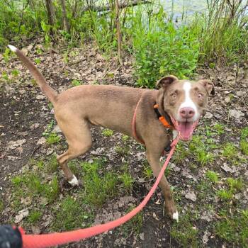 Duke -  Mixed Breed and None Dog Available for Adoption in Walker, Michigan - Duke | PetCurious