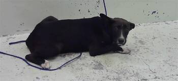 BUDDY -  German Shepherd Dog and Mixed Breed Dog for Adoption in Houston, Texas - BUDDY | PetCurious