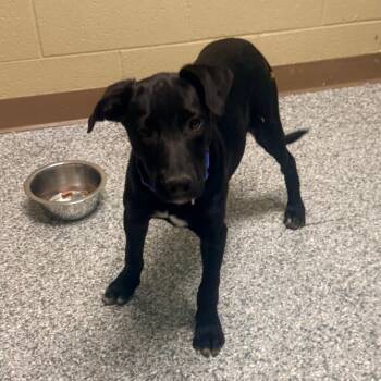 Dilly-Dally -  Border Collie Dog for Adoption in Cheyenne, Wyoming - Dilly-Dally | PetCurious