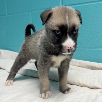 Siberian Husky and Mixed Breed Dogs Available for Adoption in Saint Joseph, Missouri - Harry Ellis | PetCurious