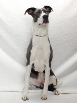 Rescue Great Dane and Mixed Breed Dogs for Adoption in Burbank, California - DANE JUDY | PetCurious