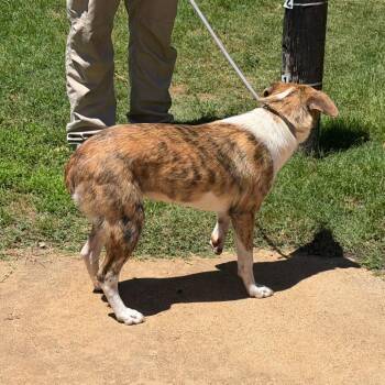 Mixed Breed Dogs Available for Adoption in Denison, Texas - Bridget | PetCurious