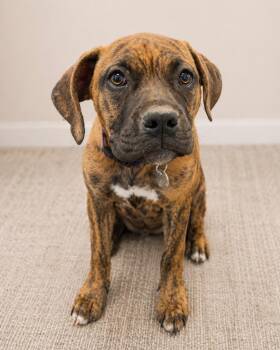 Gretl -  Boxer and Pit Bull Terrier Dog for Adoption in Carson City, Nevada - Gretl | PetCurious