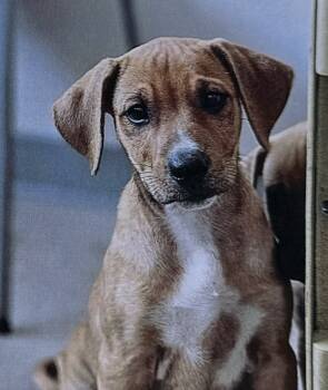 Rescue Terrier Dogs for Adoption in Fort Madison, Iowa - Thistle | PetCurious