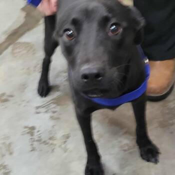 Rescue Labrador Retriever Dogs for Adoption in Washington, District Of Columbia - Poof | PetCurious