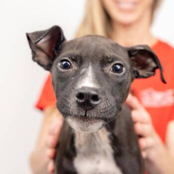 Mixed Breed Dogs Available for Adoption - Tyson | PetCurious