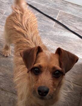 Chanel -  Terrier Dog for Adoption in Lancaster, California - Chanel | PetCurious