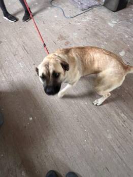 Kesha -  Mastiff and Mixed Breed Dog for Adoption in Calgary, Alberta - Kesha | PetCurious