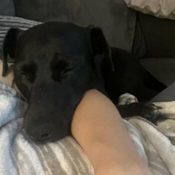 Shadow -  Labrador Retriever Dog for Adoption in Ferndale, Michigan - Shadow | PetCurious