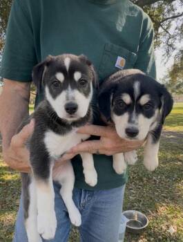 Husky and Border Collie Dogs Available for Adoption - Vanilla Been And Bluebell | PetCurious