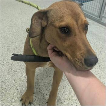 SPIRIT  Available NOW - ADOPTION or RESCUE! -  Mixed Breed Dog for Adoption in Nashville, North Carolina - SPIRIT  Available NOW - ADOPTION Or RESCUE! | PetCurious