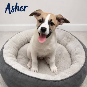 Asher -  Carolina Dog Dog for Adoption in Momence, Illinois - Asher | PetCurious