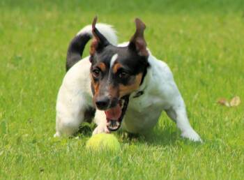 Pebbles -  Jack Russell Terrier Dog for Adoption in Winnipeg, Manitoba - Pebbles | PetCurious