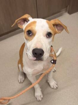 JOLENE -  Pit Bull Terrier and Labrador Retriever Dog for Adoption in Baytown, Texas - JOLENE | PetCurious