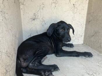 ATTICUS -  Labrador Retriever and Mixed Breed Dog for Adoption in Baytown, Texas - ATTICUS | PetCurious