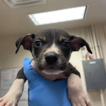 American Staffordshire Terrier and Mixed Breed Dogs Available for Adoption in San Antonio, Texas - Vienna | PetCurious