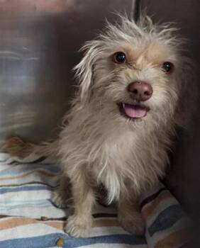 YOGURT -  Terrier and Mixed Breed Dog for Adoption in El Paso, Texas - YOGURT | PetCurious