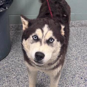Husky Dogs Available for Adoption in Greenville, South Carolina - Colleen | PetCurious
