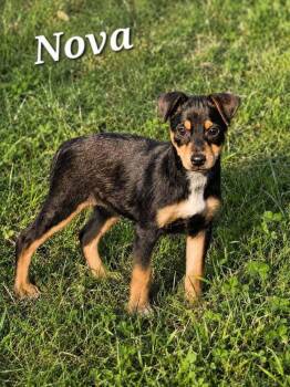 Nova -  Mixed Breed Dog for Adoption in Dorr, Michigan - Nova | PetCurious