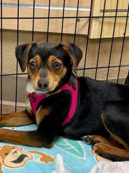 Rescue Dachshund and Chihuahua Dogs for Adoption in Aurora, Colorado - Allison | PetCurious