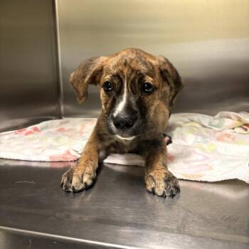 Mixed Breed Dogs Available for Adoption in Columbus, Georgia - 5/27/2026-OwnerMatchReview-VicoryDrive-2 | PetCurious
