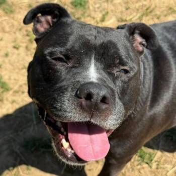 Apollo (ID 51212) -  Pit Bull Terrier Dog for Adoption in Manassas, Virginia - Apollo (ID 51212) | PetCurious