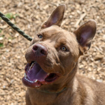 Rescue Mixed Breed Dogs for Adoption in Atlanta, Georgia - Tennis | PetCurious