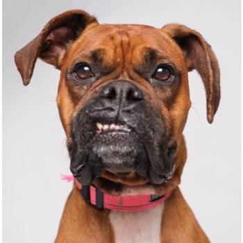 Rescue Boxer Dogs for Adoption in Palm Springs, California - Gemma | PetCurious