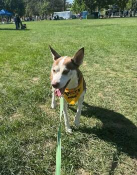 Haley -  Husky Dog for Adoption in Thornton, Colorado - Haley | PetCurious