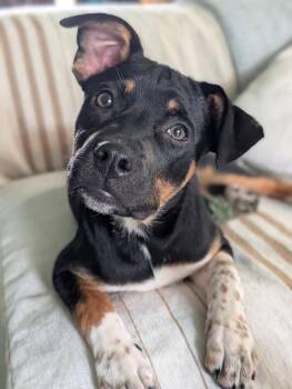 Pepper -  Hound Dog for Adoption - Pepper | PetCurious