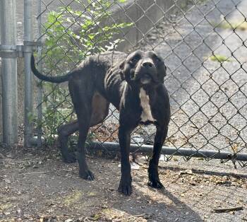 Rescue Mixed Breed Dogs for Adoption in Valparaiso, Indiana - Kahula | PetCurious