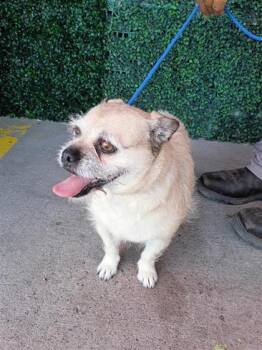 61235378 -  Terrier and Mixed Breed Dog for Adoption in El Paso, Texas - 61235378 | PetCurious